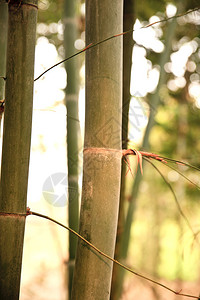 竹子花园图片