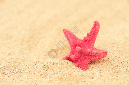 海星在沙滩海滩和暑图片