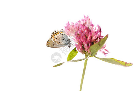 花上的孤立蝴蝶图片