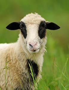 农场草地上的白羊图片
