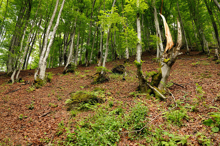森林中根部长满苔藓的树图片