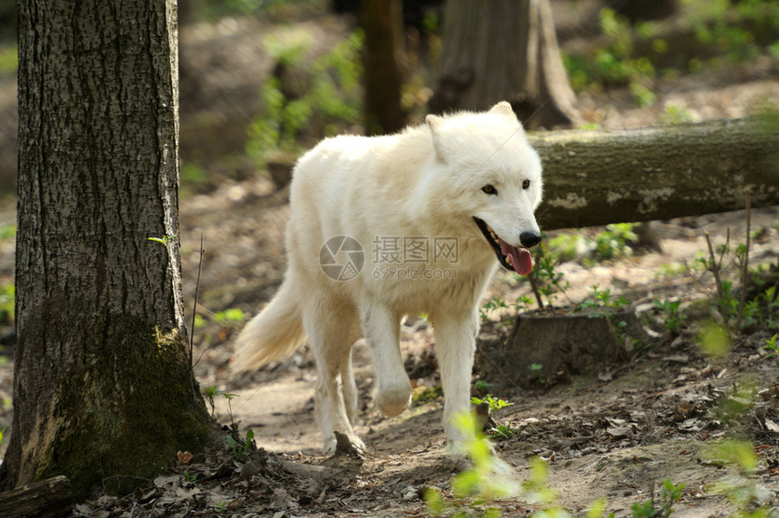 树林里的野白狼图片