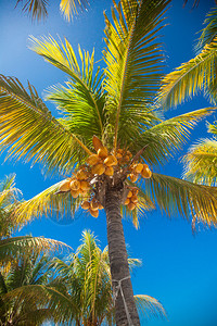 热带椰子树黄色椰子映衬蓝天图片