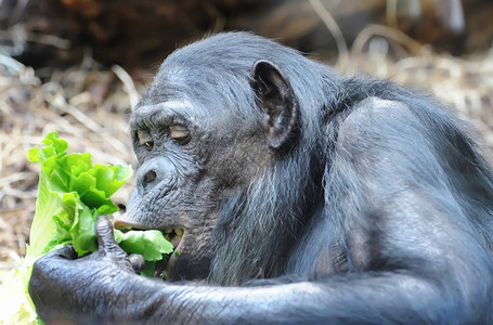 黑猩猩吃绿色植物图片
