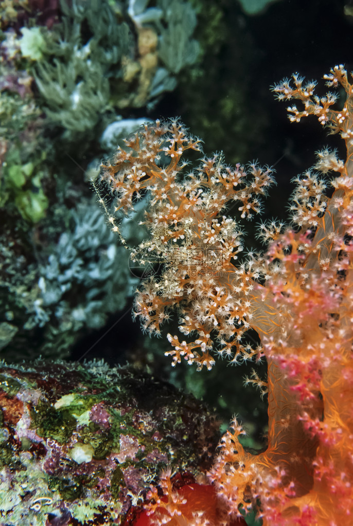 SUDAN红海UW照片热带藻类珊瑚软珊瑚和图片
