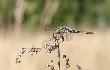 夏天在植物稻草上的蜻蜓图片