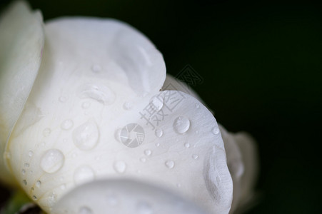 花蕾靠近雨滴图片