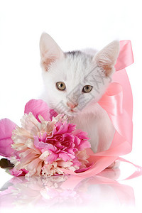 带粉色胶带的白色小猫白色的小猫和粉红色的花在白色背景上的小猫小型图片