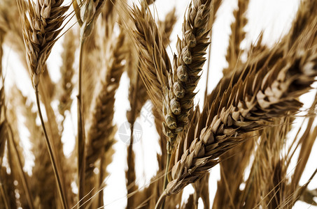 孤立的小麦背景图片