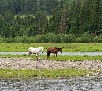 一匹马在河边吃草图片