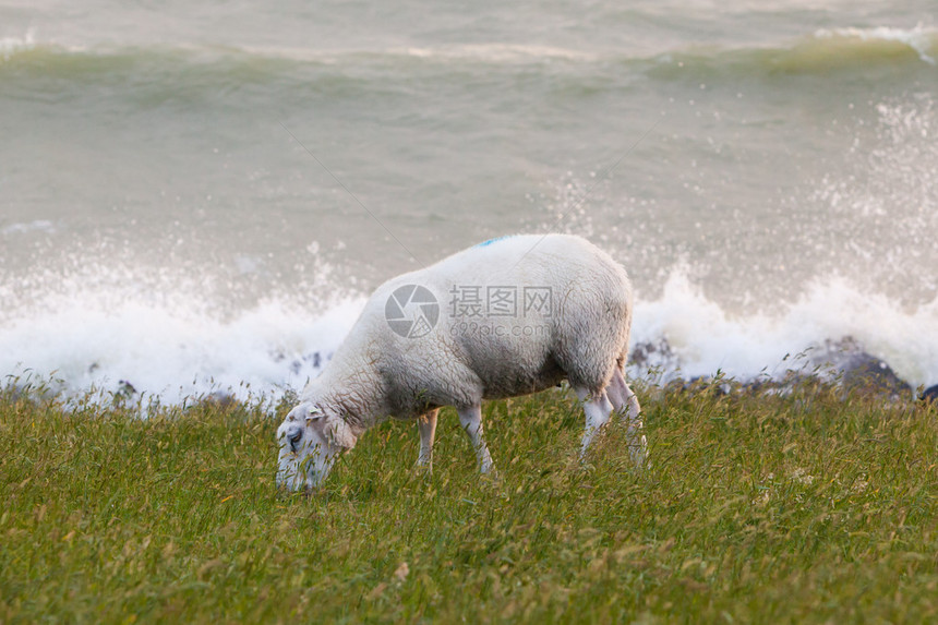 羊在荷兰的堤坝上吃草图片