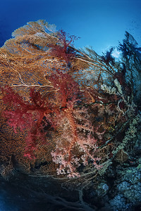 SUDAN红海联合国照片热带海风Gorgonia喷图片