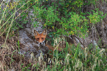 欧洲红狐狸Vulpesvulpe图片