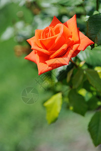 花园里灌木上的玫瑰图片