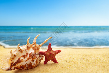 海洋背景沙滩上的海星和贝壳图片