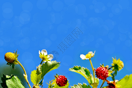 照片野生浆果草莓图片