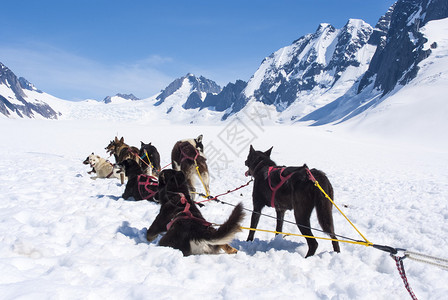 阿拉斯加狗雪橇图片