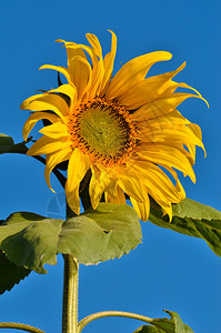 太阳花和蓝天的特写图片