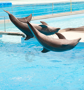 两只海豚在杂技表演期图片