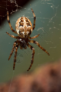 蜘蛛织网背景图片