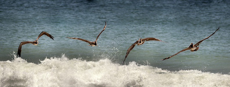 鹈鹕飞越海浪捕食鱼类图片