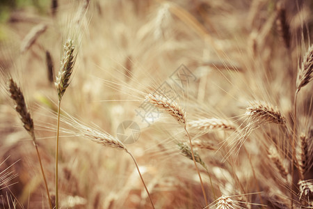 成熟小麦的特写图片