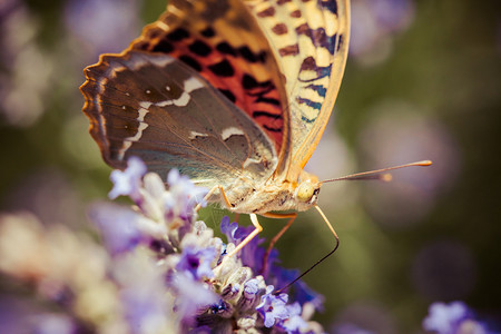 美丽的蝴蝶坐在薰衣草植物上图片