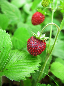 在森林中种植的野草莓图片
