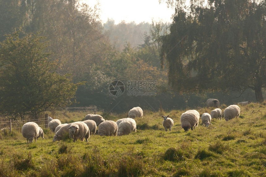 牧草中撒着树木和雾的羊群在下秋日阳图片