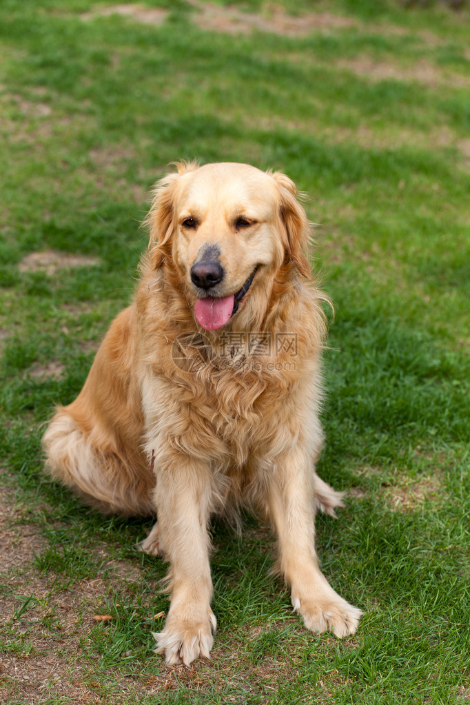 美丽的金毛猎犬肖像图片