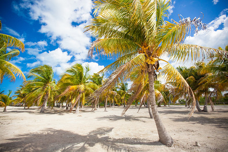热带沙滩上的棕榈树林背景图片