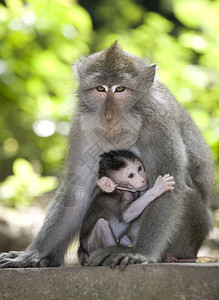 猴在子森林中乌布德巴厘岛猴子是图片