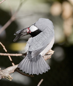 爪哇麻雀Paddaoryzivora也称为爪哇雀爪哇稻雀或爪哇稻鸟图片