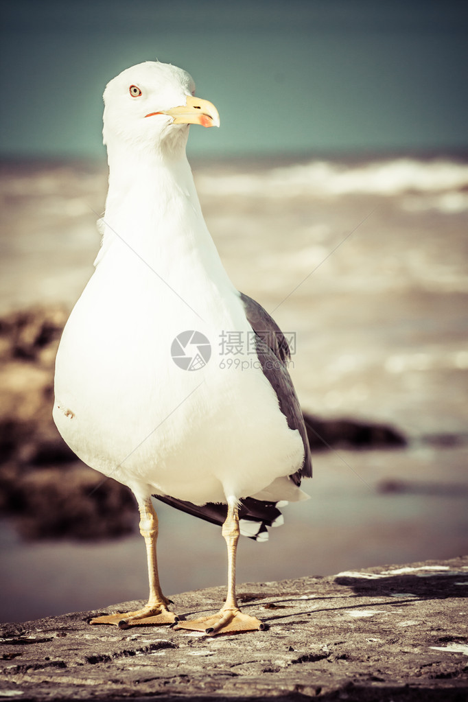海鸟鸥自然特写图片