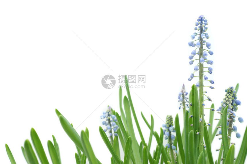 白色背景上长茎蓝色羽扇豆的特写镜头图片