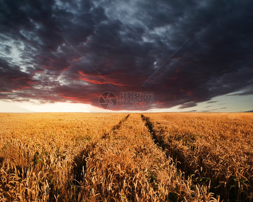 小麦田的美丽景象夏日夕阳风图片