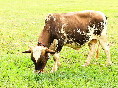 牛在绿草上图片