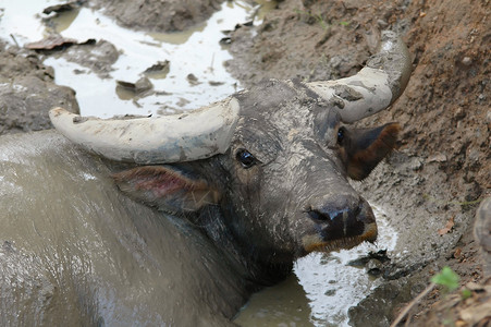 躺在泥里的水牛图片