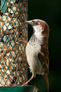 雄麻雀从喂鸟器里吃花生图片