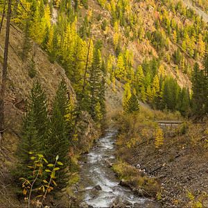 山坡上的小山河和秋树图片