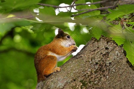 松鼠在树上吃坚果图片