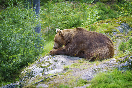 一只挪威棕色雄熊在吃东西图片