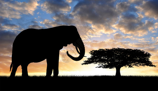 一头大象的剪影在日落的图片