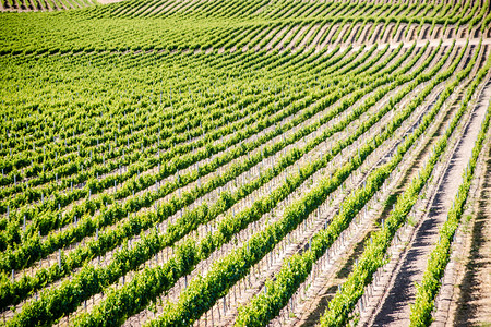 在一个风景美酒国葡萄园的葡萄藤中在一排图片