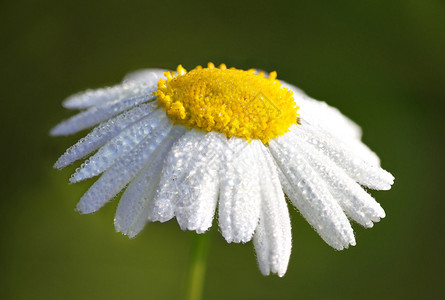 白色和黄色雏菊与晨露的特写图片
