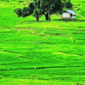 泰国清迈绿地长稻田背景图片