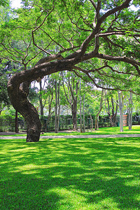 绿草上美丽的大树背景图片
