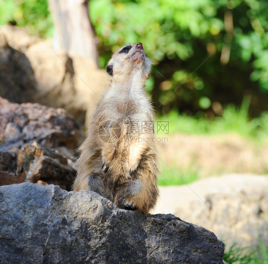 甲草胺Meerkatsur图片