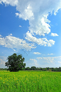 黄花美丽田野上的孤树图片