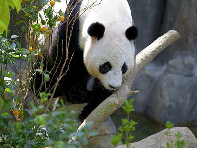 大熊猫在野外行走图片